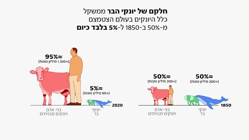 "המחקר חושף כמה האנושות דומיננטית על פני חיות הבר וגם כמה מאתגר לתקן את הנזק שאנו גורמים לטבע" יונקי בר מול האדם ויונקים מבויתים, 1850 מול 2020 | מתוך Rosenberg, Y., Wiedenhofer, D., Virág, D. et al., Nat Ecol Evol (2025)