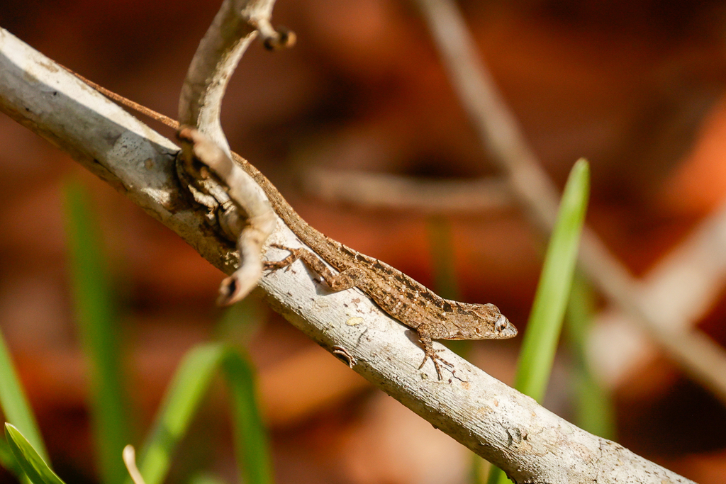 רק כשריכוז העופרת בדמן עלה לגובה של פי 200 מזה שנחשב רעיל לאדם בוגר, החלו להופיע סימנים של הרעלה. לטאת אָנוֹלִיס חום | iNaturalist, tomfeild