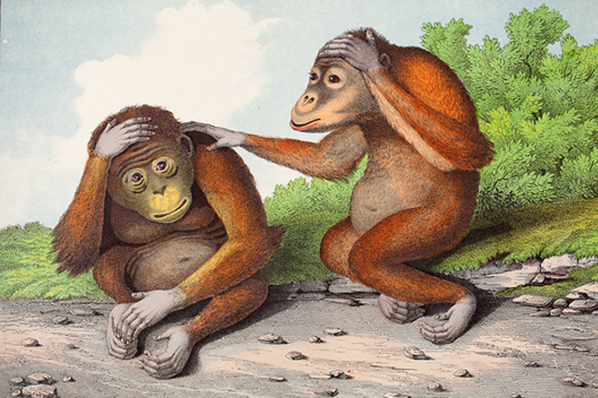 "מה זה אומר, אמפתיה? שחיה מסוימת או אדם מסוים חולקים במצב הרגשי של מישהו אחר, למשל לאחר שהוא חטף מכה". ציור של אורנגאוטן מראה אמפתיה לחברו שקיבל מכה על ראשו, Edmonston & Douglas, 1860 | קרדיט: Paul D Stewart / Science Photo Library