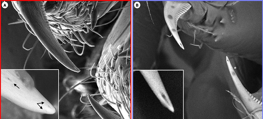 ניבי הגִּבְנָנִיִּים איבדו את מנגנון ההזרקה. מימין: ניבי עכביש ארסי – סמוך לחוד רואים את פתח צינור הארס; משמאל: תקריב של ניבי הגִּבְנָנִיִּים מראה שיש להם שקעים בקצה הניב אך לא פתח להזרקת ארס | צילום: מתוך המאמר המקורי