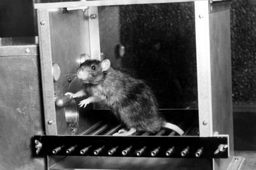 נהוג להתמקד בהתנהגויות מדידות שאפשר לכמת, כמו מספר הלחיצות של החולדה על דוושה. חולדה לוחצת על דוושה במחקר התנהגותי | Science Source / Science Photo Library