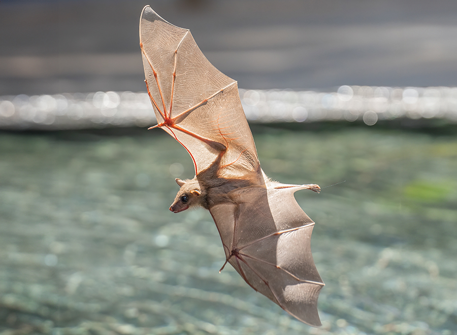 פעולת התאים מושפעת מהמין ומהמעמד החברתי של העטלפים האחרים. עטלף פירות מצוי | יובל ברקאי