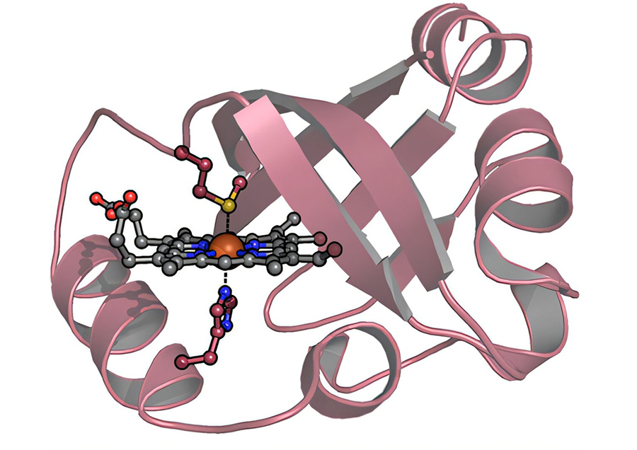 המפתח שהגיע מהחיידקים. תרשים של מבנה החלבון הטבעי RcoM, שמזהה פחמן חד־חמצני גם בריכוזים נמוכים | איור: University of Maryland School of Medicine