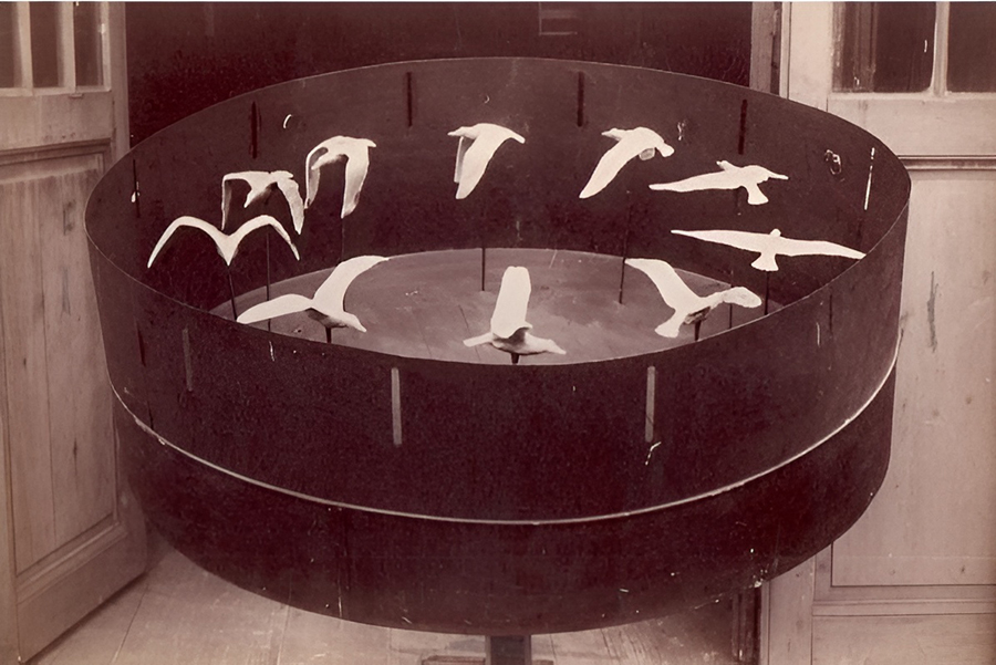 מציג שחף במעופו בסדרה של עשרה מנחים המדמים תנועה. זואיטרופ משנת 1887 | מקור: ויקימדיה, נחלת הכלל