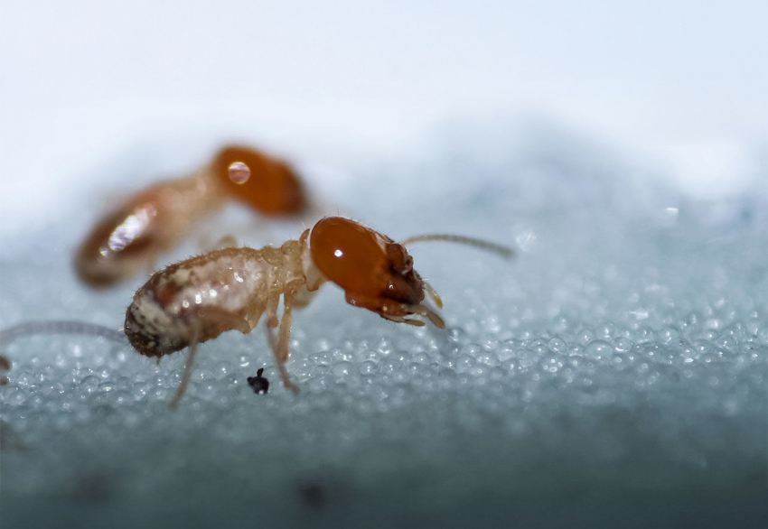 הטרמיטים יודעים להחליט מתי להסתפק בעקירה של הפטריות הטפיליות ומתי לקבור את המצע כולו. טרמיטים מהמין Odontotermes obesus | ויקימדיה, Nikhil More