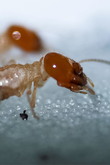הנשק הסודי של הטרמיטים
