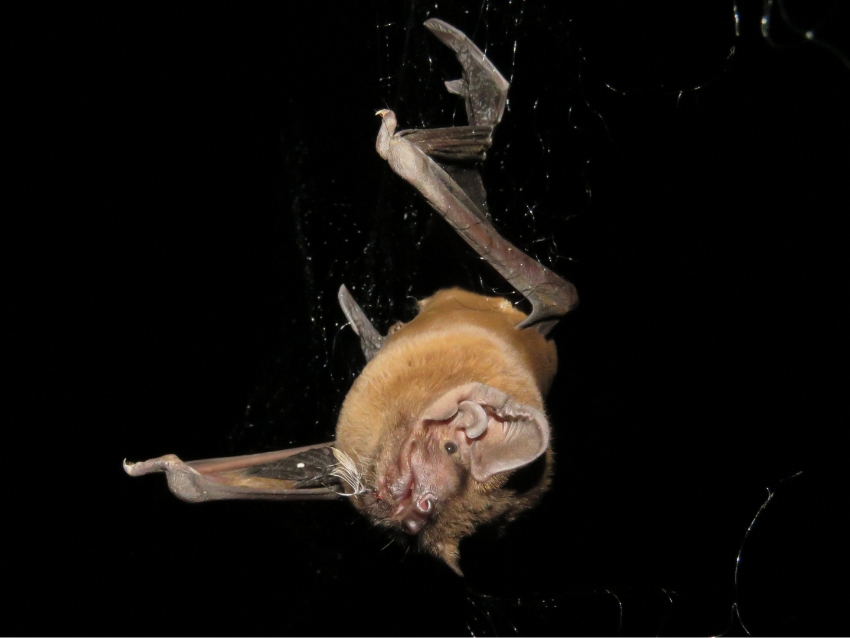 אחד העטלפים תועד צד אדום חזה, שאותו הוא איתר בעזרת אקולוקציה, צלל אליו והרג אותו בנשיכה. עטלף רמשן בכיר עם דם ונוצות מסביב לפיו | Jorge Sereno