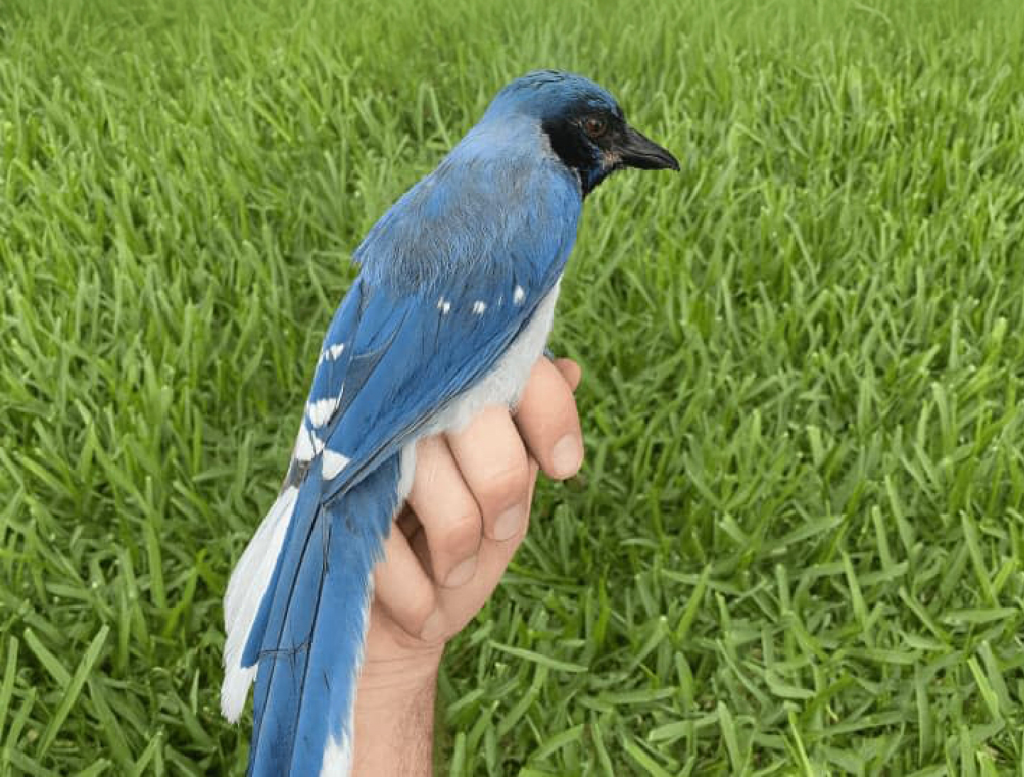 נראה כשילוב של שני מינים: עורבני ירוק ועורבני כחול. העורבני בן הכלאיים | Brian R. Stokes