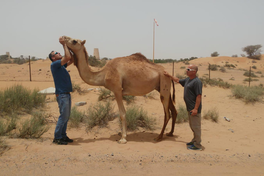 לימדו את האמירתים לחלוב נאקות. אוהד יהלומי (משמאל) ונבו נגלר בחוות הגמלים באמירות ראס אל-חימה | צילום: באדיבות נבו נגלר