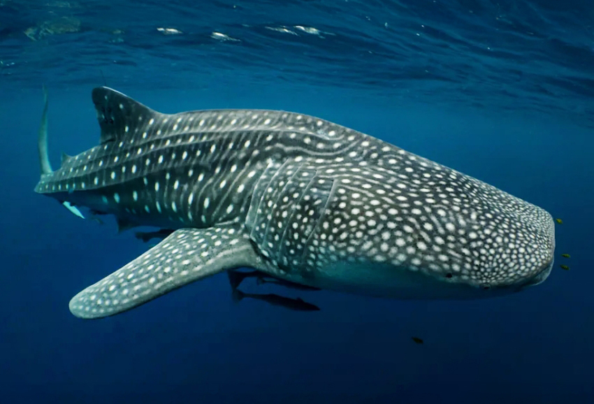 הפכו לאטרקציה תיירותית משמעותית, אך תשומת הלב הזאת פוגעת בהם. כריש לווייתני | M.V. Erdmann