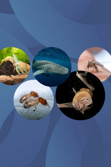 המחקרים החדשים ביותר: מהנשמדע 1/11/2025