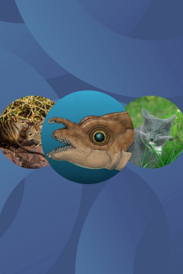 המחקרים החדשים ביותר: מהנשמדע 4/10/2025