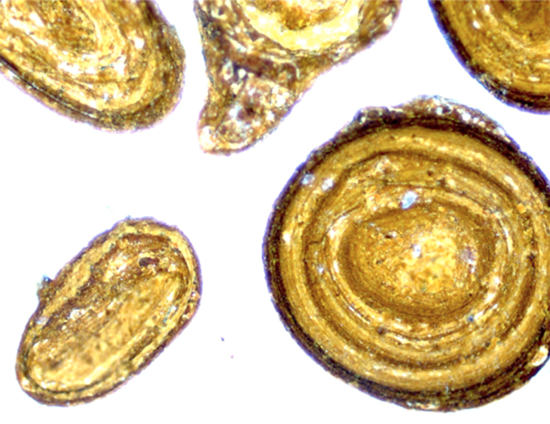 גופים שבהם השתמר הפחמן האורגני המומס. אואוידים מבעד למיקרוסקופ | באדיבות ניר גלילי