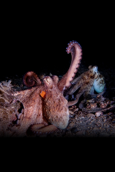 הזרועות הרב-שימושיות של התמנון