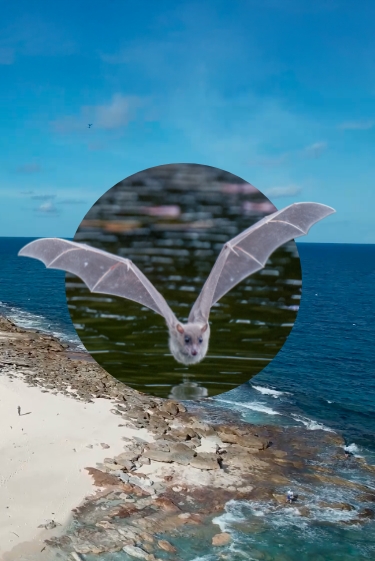 ניווט באי העטלפים