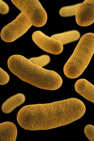 האבולוציה הממתנת של חיידק הדֶבֶר