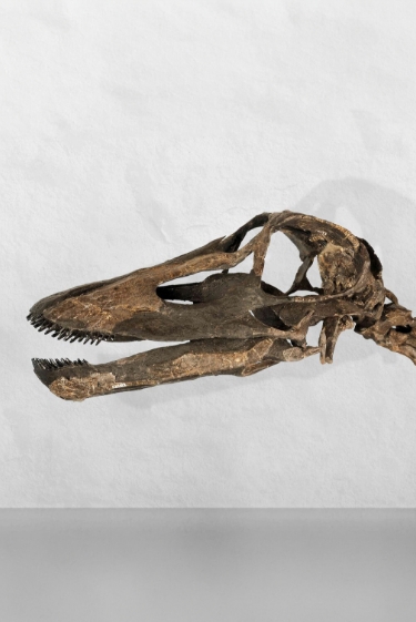 שאיפה של דינוזאור