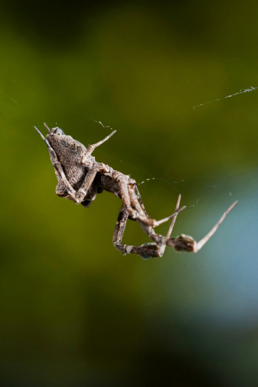 העכביש הרעיל מהבטן
