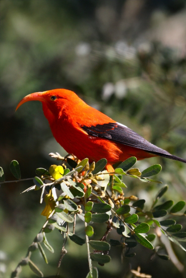 יתושים עקרים לעזרת הציפורים