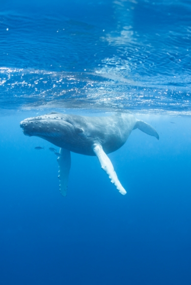 הצלילים של עולם הדממה