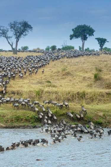 נעים מאוד – בני אדם וחיות אחרות