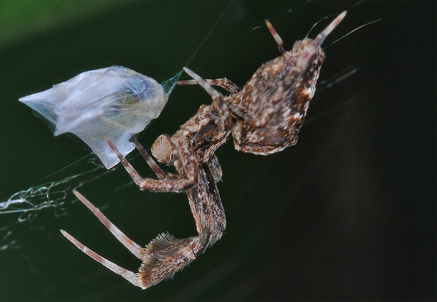גבנן וטרפו | צילום: wp-polzin, CC BY-NC 4.0, iNaturalist