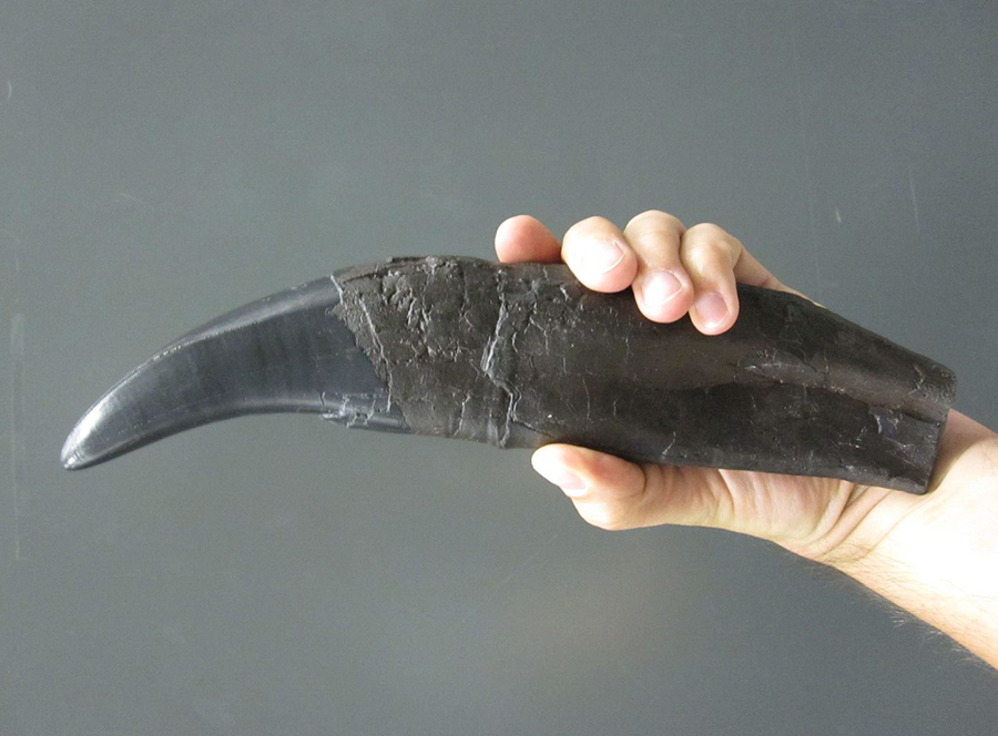 שן של טירנוזאורוס רקס שנמצאה בקנדה, דומה לשיניים שהרכב האמייל שלהן נותח במחקר | צילום: Thomas Tütken, אוניברסיטת גטינגן