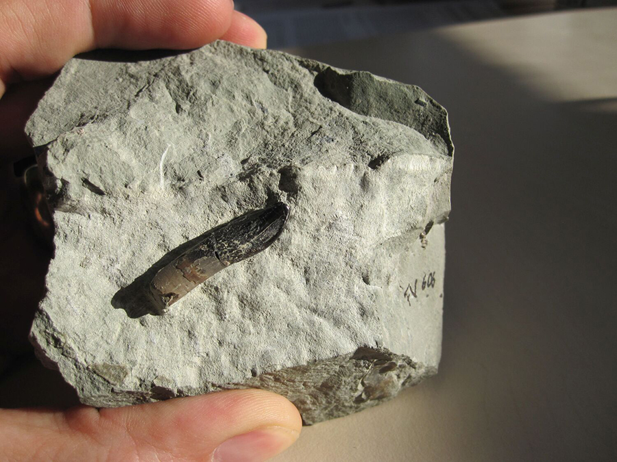 שן של דינוזאור מהסוג Europasaurus שנמצאה בתוך סלע גיר בהרי הרץ בגרמניה, ושימשה במחקר הנוכחי | צילום: Thomas Tütken, אוניברסיטת גטינגן