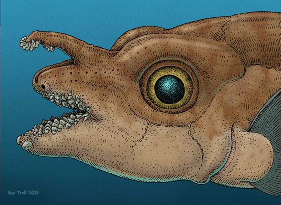 שיניים על המצח. שחזור של דג קדום מהסוג הלודוס עם מבנה הטנקולום המוארך על מצחו | מקור: Ray Troll