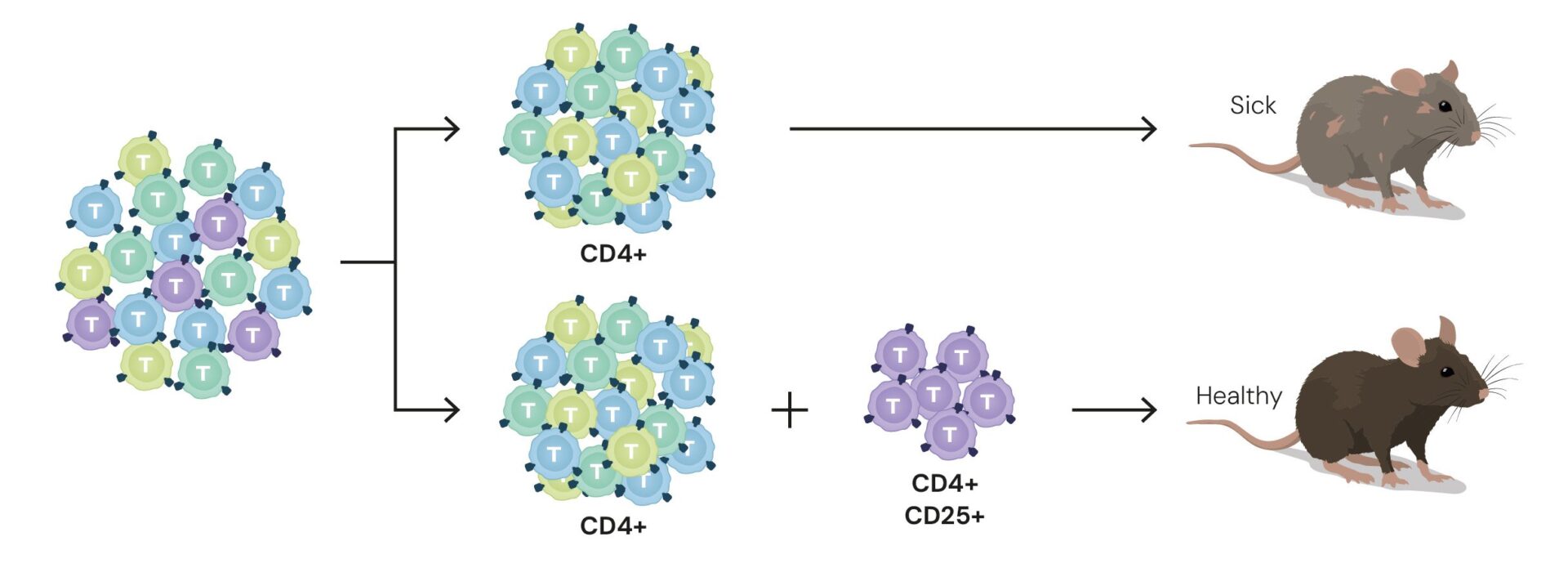 When Sakaguchi injected regulatory T cells into mice with autoimmune diseases that lacked them, their condition improved | © The Nobel Committee for Physiology or Medicine. Ill. Mattias Karlén