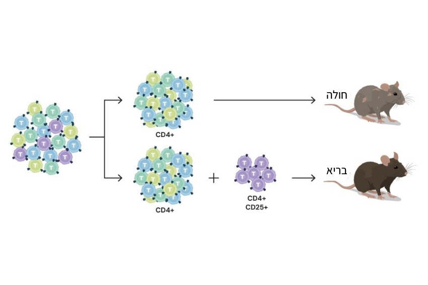 כאשר סקגוצ'י הזריק את התאים הרגולטוריים לעכברים עם מחלות אוטואימוניות שלא ביטאו אותם – מצבם השתפר | © The Nobel Committee for Physiology or Medicine. Ill. Mattias Karlén