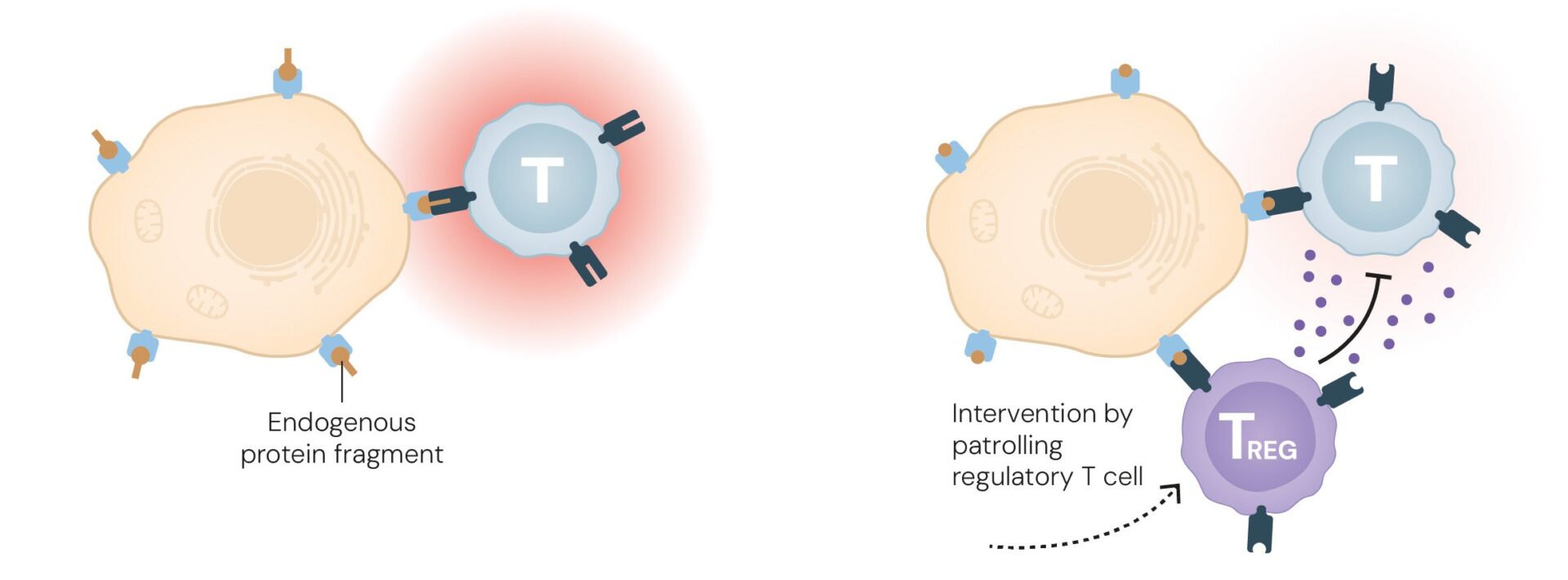 Ongoing research is investigating the use of regulatory T cells to suppress immune responses in organ transplant recipients and patients with autoimmune diseases. Illustration of a regulatory T cell in action | © The Nobel Committee for Physiology or Medicine. Ill. Mattias Karlén