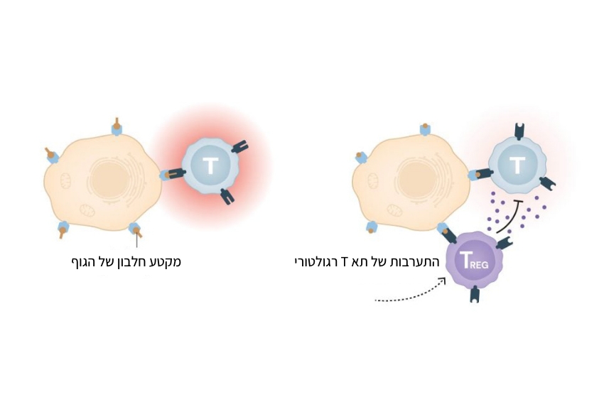 מחקרים עכשוויים מנסים להשתמש בתאי T רגולטוריים כדי לסייע בדיכוי תגובה חיסונית אצל מושתלי איברים או אנשים הסובלים ממחלות אוטואימוניות. אילוסטרציה של פעילותו של תא T רגולטורי | © The Nobel Committee for Physiology or Medicine. Ill. Mattias Karlén