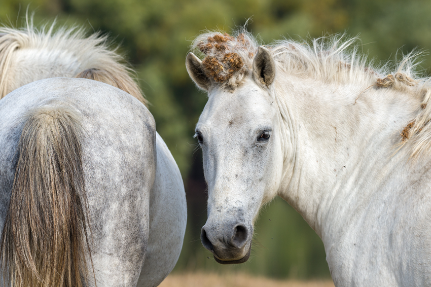 כשבעלי החיים נעים הם מוציאים אנרגיה, אוכלים צמחים ובעלי חיים אחרים, מעבירים ממקום למקום זרעים, אבקנים וגם פתוגנים, ועוד ועוד. סוסים שזרעים נאחזו ברעמותיהם | Shutterstock,MMCez