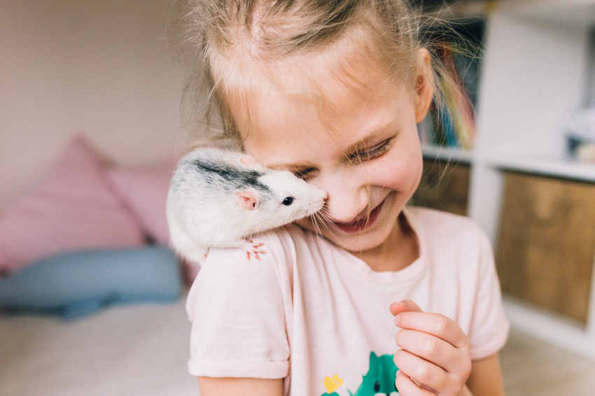 יכולה להיות גם חיית מחמד מופלאה שאפשר לאלף. ילדה עם חולדת מחמד | Shutterstock, Irinapsl