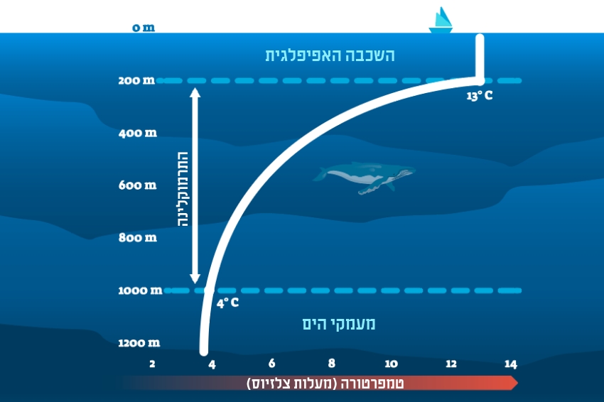 שכבת המים העליונה, השכבה האפיפלגית, מתחממת מאור השמש ושוררת בה טמפרטורה אחידה למדי. בשכבת הביניים שנקראת "תרמוקלינה", הטמפרטורה יורדת בהדרגה ככל שמעמיקים. במעמקים שמתחת לתרמוקלינה הטמפרטורה מתייצבת סביב 3-1 מעלות צלזיוס | Shutterstock, VectorMine