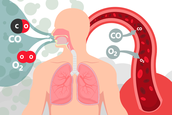 הפחמן החד-חמצני מתחרה בהצלחה עם החמצן על הקישור להמוגלובין, ופוגע קשות באספקת הדם לרקמות | איור: Pepermpron, Shutterstock