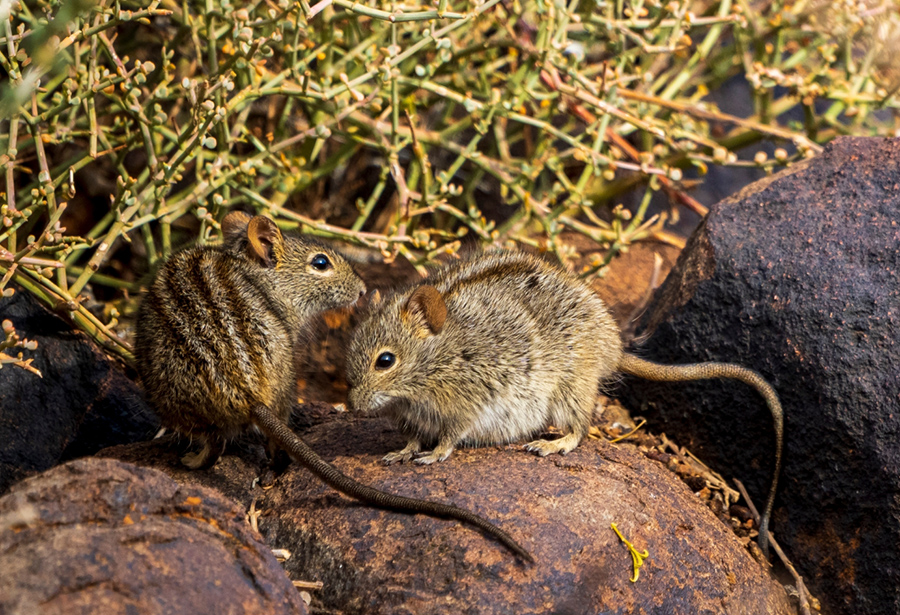 מתאימים את שירתם למקום הימצאם ולקהל. עכבר אפריקני מפוספס | Roger de la Harpe, Shutterstock