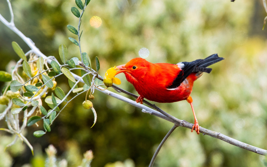יותר מחמישים  מיני פרושים חיו באיים בעבר, אך כיום נותרו רק 17, והם תופסים מקום חשוב בתרבות המקומית. פרוש הוואי ארגמני ניזון מצוף | Shutterstock, Charles Bergman