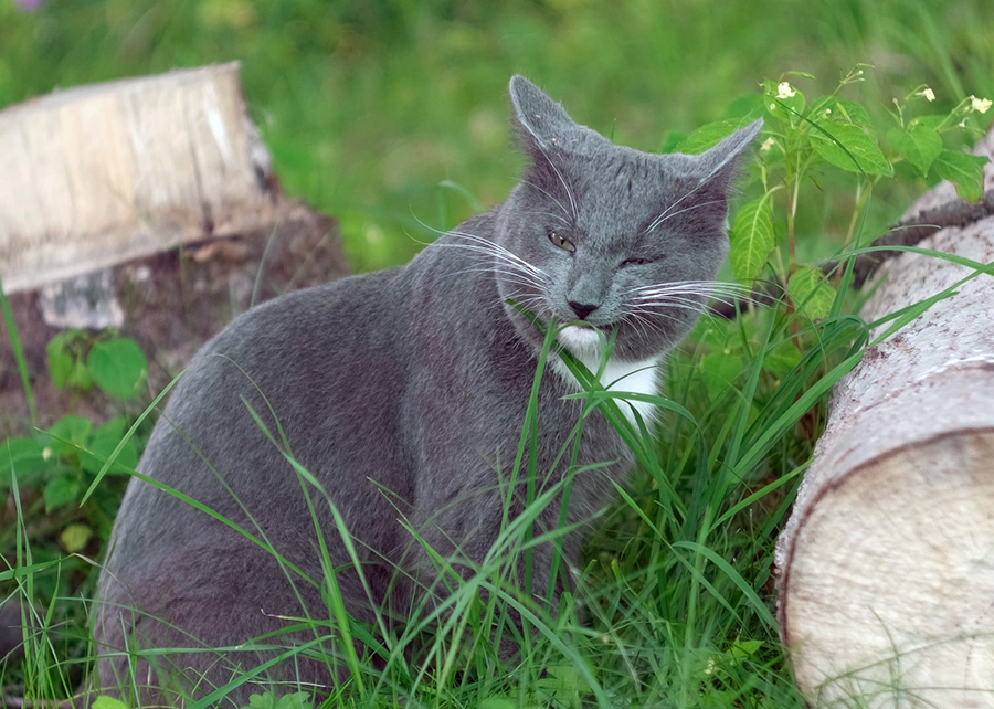 ההקאה מפנה את שרידי הפרווה שמצטברת במערכת העיכול ועלולה להוביל לחסימת מעיים. חתול מלחך עשבים | Marina Demidiuk, Shutterstock
