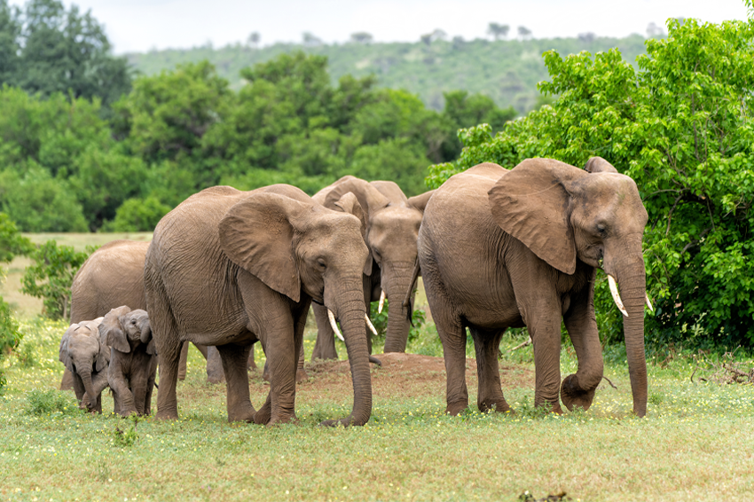 פיל הסוואנה האפריקאי לבדו תורם כמעט רבע מתנועת הביומסה של יונקי הבר היבשתיים, למרות שהוא מייצג רק כשישה אחוזים מהמסה שלהם. פילים בבוטסואנה | Shutterstock, Henk Bogaard