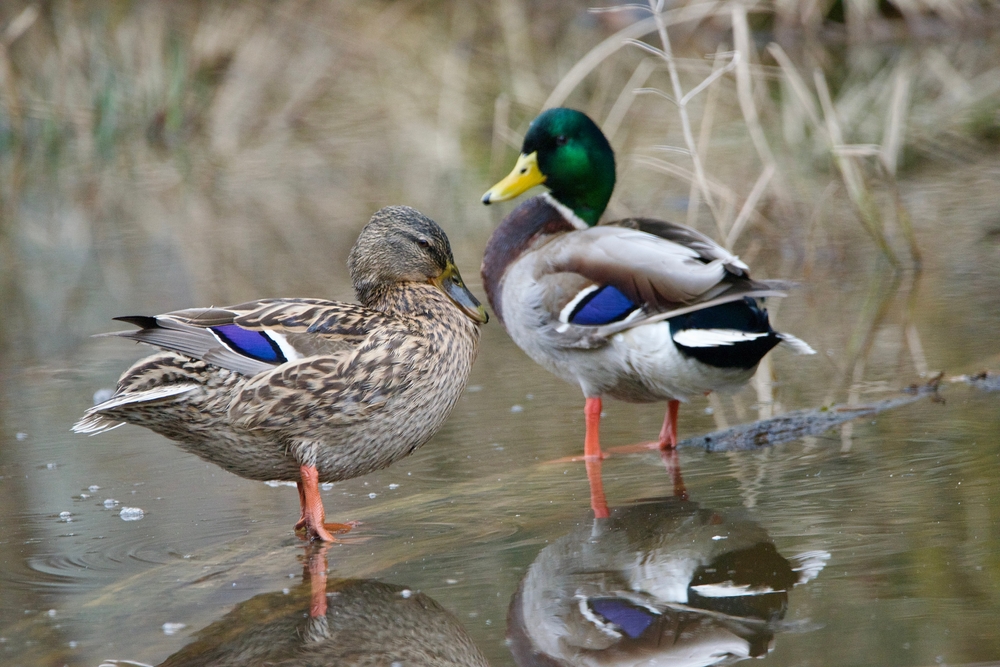 המחקר הראה כי המצב בשטח רחוק מאוד מההבטחות וכ-70 אחוזים מהברכיות שניצודו נפגעו מכדורי עופרת. שתי ברכיות | Tom Berr, Shutterstock