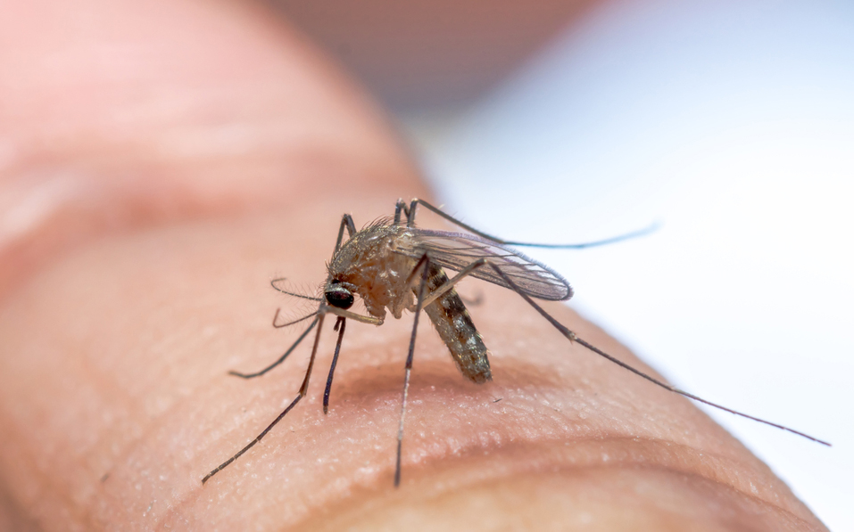 היתושות נמשכו פי 1.35 יותר לאנשים ששתו בירה לעומת אלה שנמנעו מהמשקה. יתושת אנופלס |Shutterstock, Somboon Bunproy