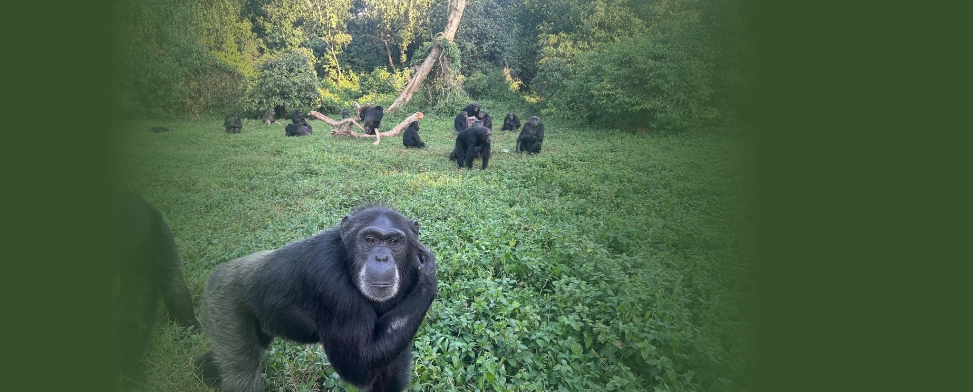 שימפנזים בשמורת טבע באוגנדה. צילום: Sabana Gonzalez, Ph.D. student in the Social Origins Lab at UC Berkeley