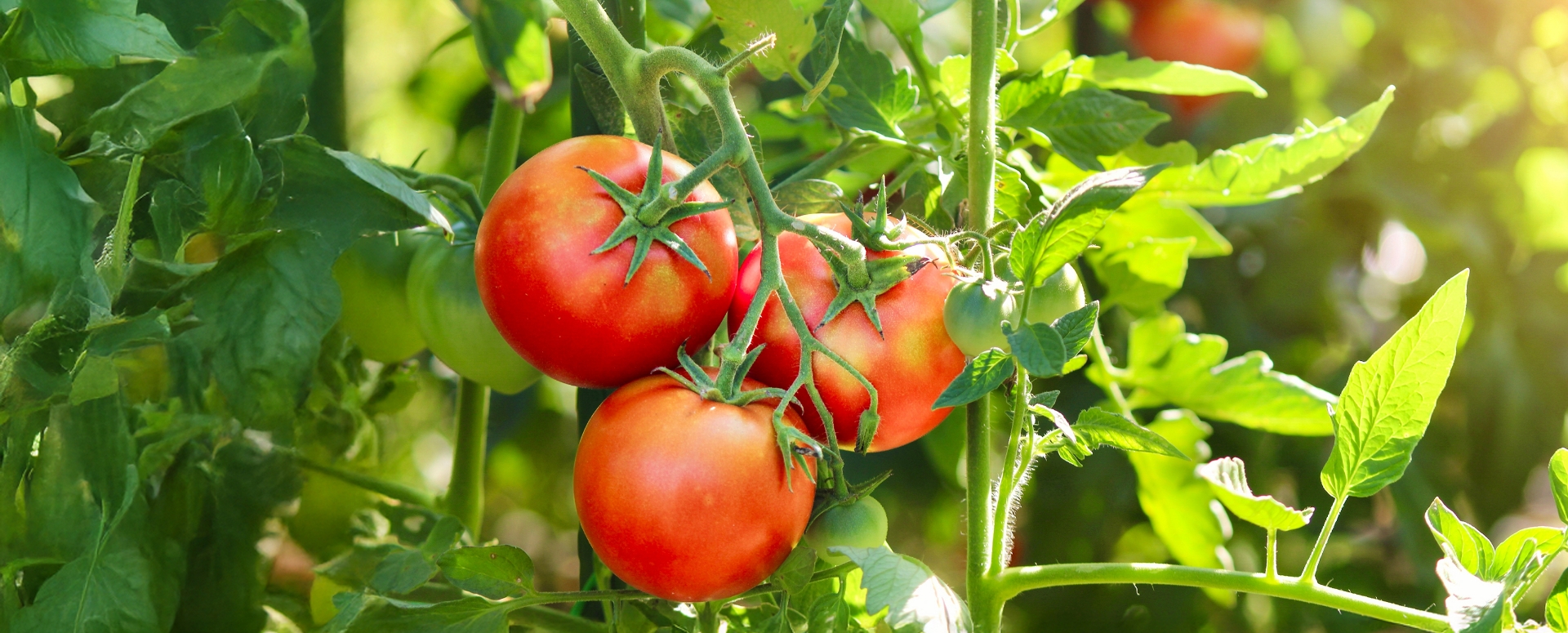עגבניות על שיח | Shutterstock, VaskePro
