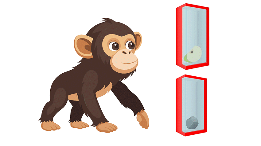 בתחילה השימפנזה בחר בקופסה שנשמע ממנה רשרוש, אך הוא שינה את בחירתו לאחר שהראו לו שבקופסה השנייה יש מזון. אילוסטרציה של הניסוי הראשון | איור: יונת אשחר