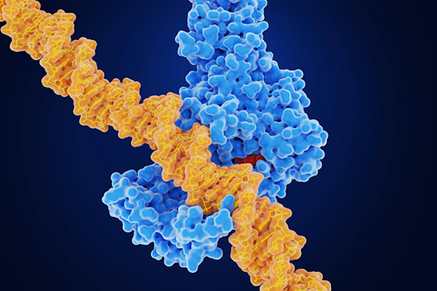 אחד המנגנונים המרכזיים באפיגנטיקה הוא מתילציה של DNA. אילוסטרציה של חלבון (בכחול) מצמיד קבוצת מתיל (אדום) למולקולת DNA | איור: Juan Gaertner / Science Photo Library