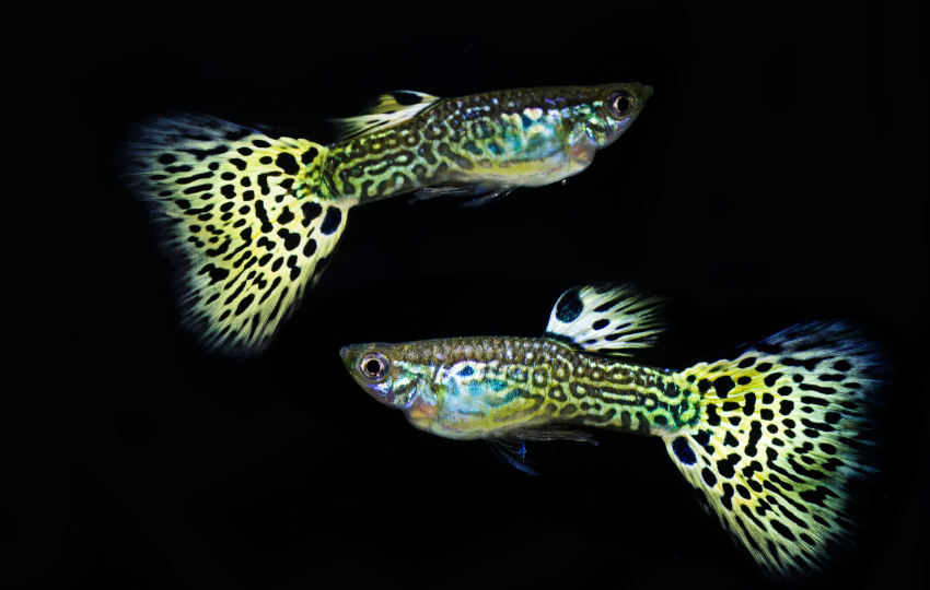 חשבו שהעיגול המוקף עיגולים קטנים הוא גדול יותר. דגי גופי זכרים | צילום: Mircea Costina, Shutterstock