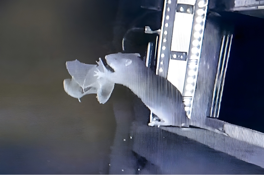 חולדת חוף בגרמניה עומדת על רגליה האחוריות בחשכה ותופסת עטלף ברגליה הקדמיות | © Knörnschild et al., 2025.