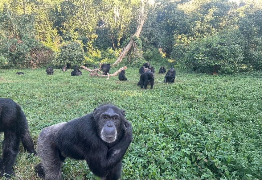 "רציונליות בצורה הבסיסית שלה אינה ייחודית לבני אדם". שימפנזים בשמורת טבע באוגנדה | Sabana Gonzalez, Ph.D. student in the Social Origins Lab at UC Berkeley